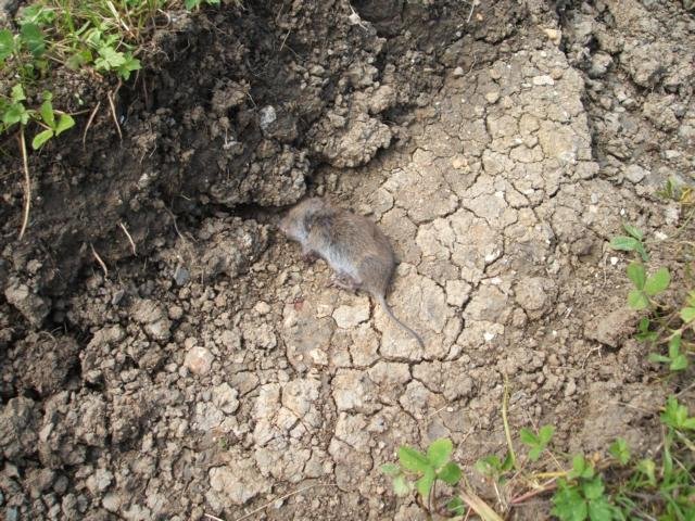 2008_0723100-jahre-staka0107